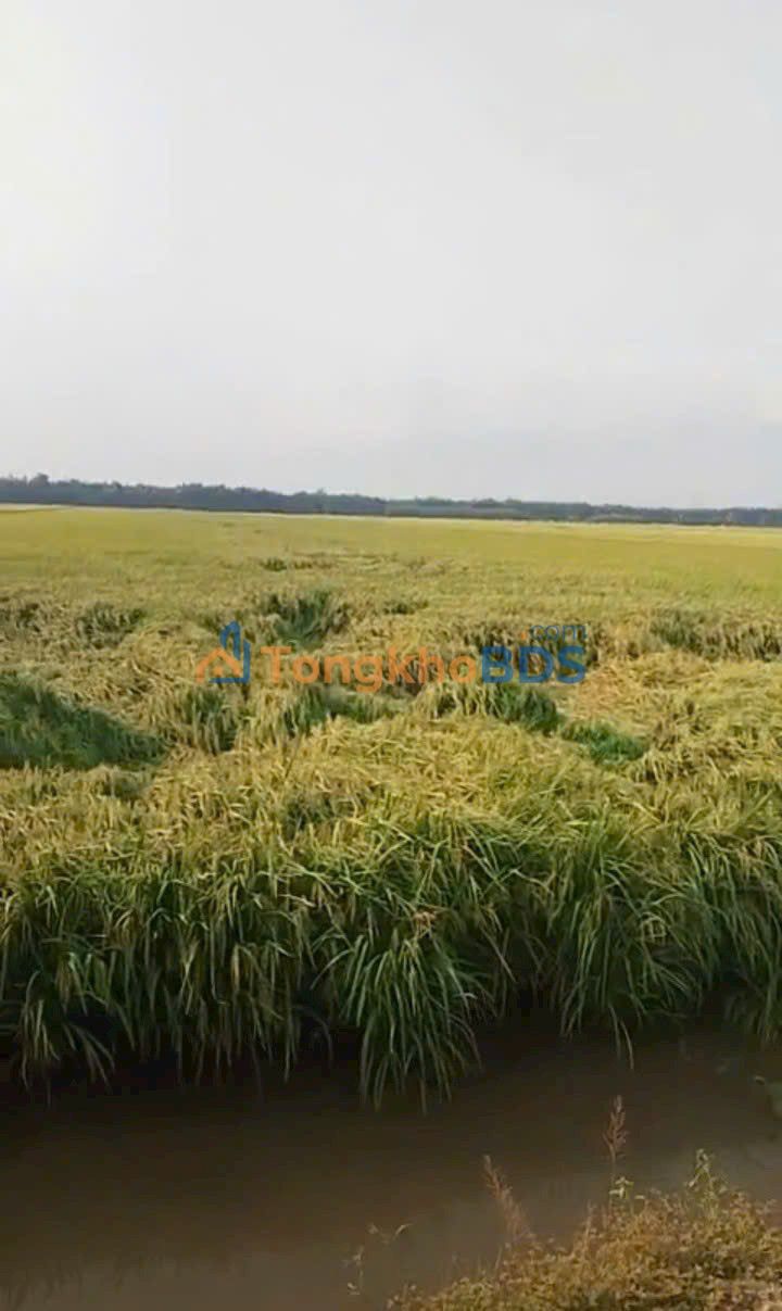 Đất nền Thủy Tây Thạnh Hóa 21 công 2,625 tỷ - Pháp lý rõ ràng