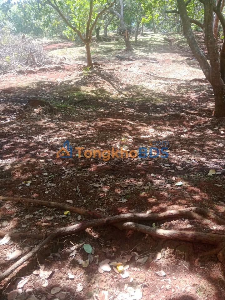 Đất Tân Phước Đồng Phú 22.000m² 1.5 tỷ - Tiềm năng tăng giá