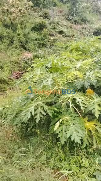 Đất Rừng Sản Xuất Lục Ngạn 5092m² - Bán Gấp Giá 200 Triệu