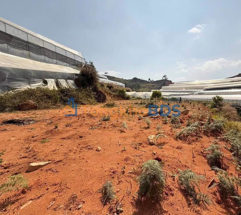 Đất vườn Lạc Dương Đà Lạt 4,6 sào 2,3 tỷ - Nghỉ dưỡng xanh