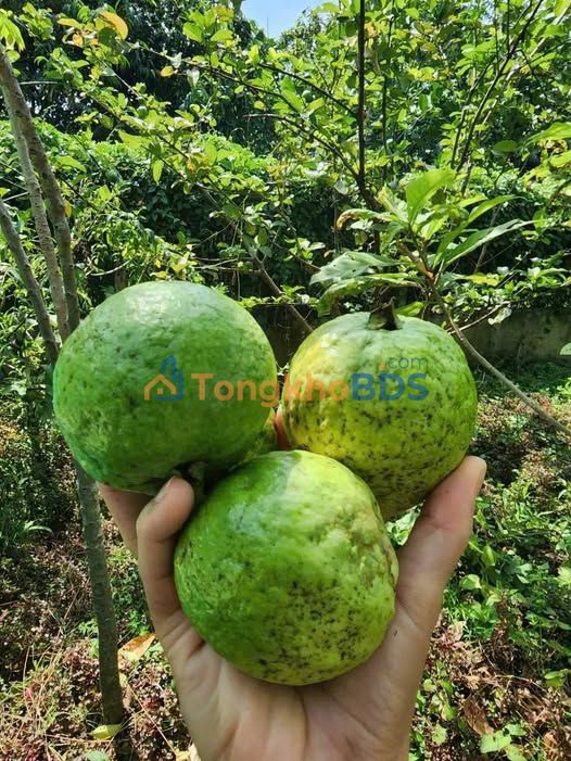 Đất vườn Củ Chi 4.150m² 10.79 tỷ - Đầu tư dài hạn