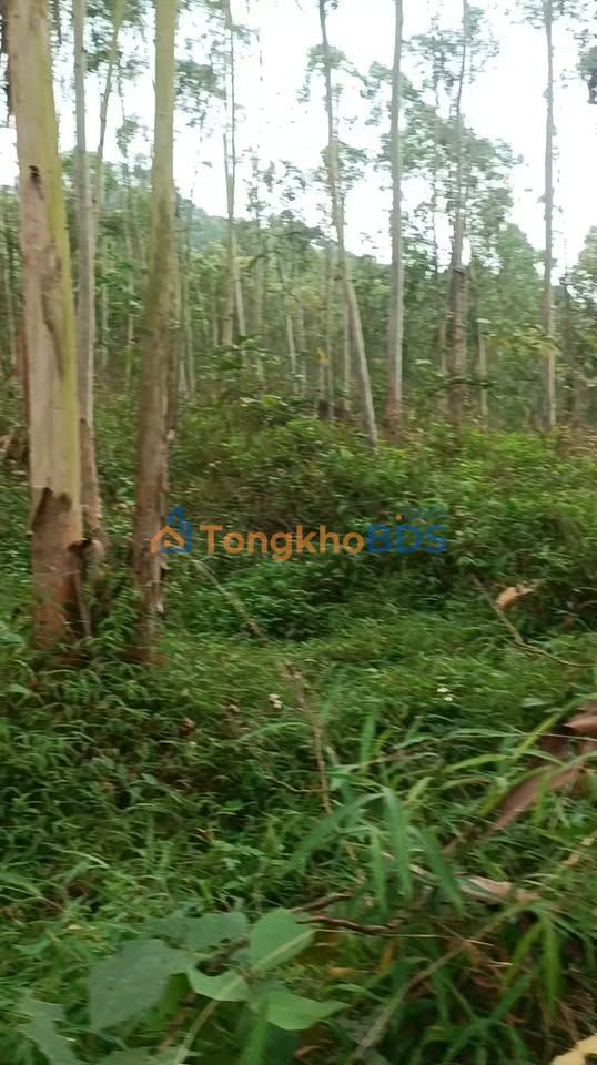 Đất Đức Thịnh Quang Yên 15.000m² - Sổ đỏ chính chủ