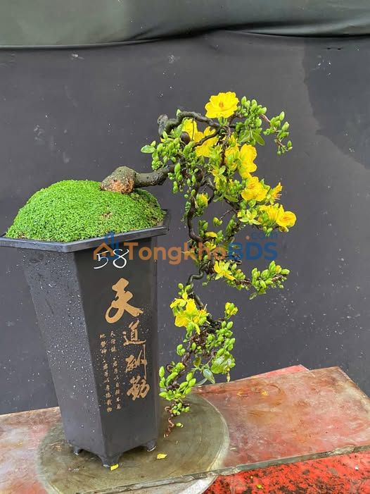 Đất nền Hoàng Đình Ái 100m² 5.25 tỷ - Đường to ô tô