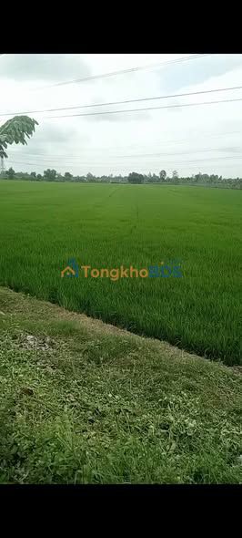 Đất nền Tân Phú Trung 10 công 6.5 tỷ - Sổ đỏ chính chủ