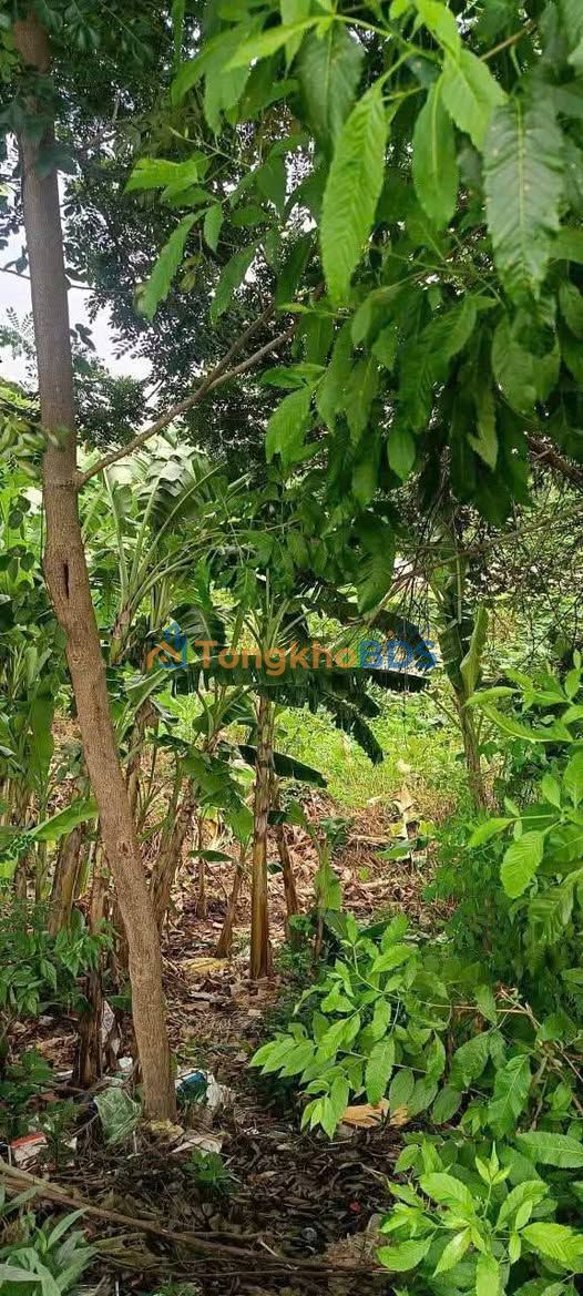 Đất nền Long Xuyên Đa Phước 115m² 895 triệu - Sổ đỏ chính chủ