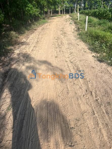 Đất nền Hảo Đước Tây Ninh 998m² 270 triệu - Đường to ô tô