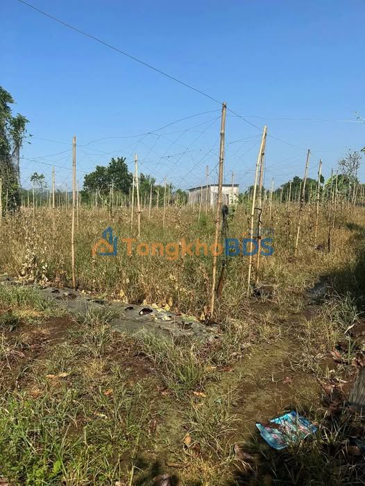 Đất vườn Phú Thịnh Tân Phú 4,7 sào 1,5 tỷ - Sổ đỏ chính chủ