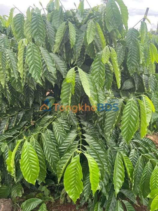 Farm Đắk Mil 720m² - Mặt Tiền Bê Tông 35m - Giá Thỏa Thuận