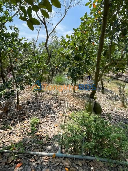 Đất vườn Mỹ Tân 1.000m² giá 1 tỷ - Sinh thái xanh