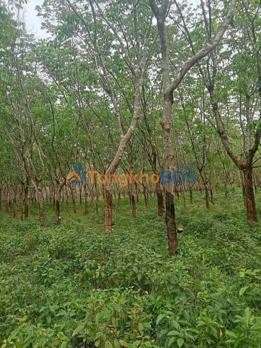 Farm Tân Lịch Gio Linh 1,2ha thỏa thuận - Đầu tư dài hạn