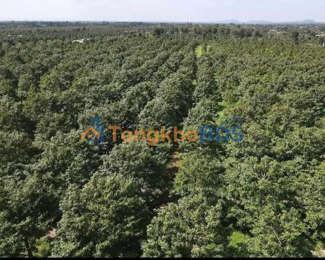 Farm Sầu Riêng 9.7ha Cư M'gar - Thu Nhập Khủng 60 Tỷ