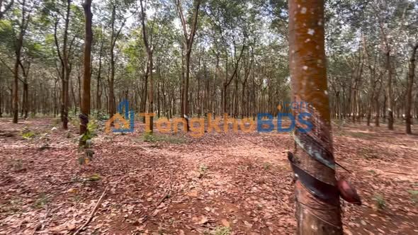 Đất cao su Bù Gia Mập 2.7ha giá 4.455 tỷ - Sổ đỏ chính chủ