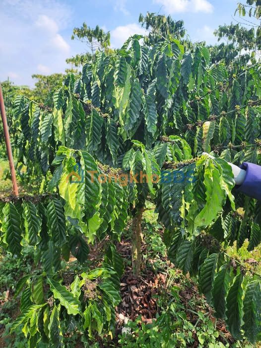 Bán Đất Lộc Ngãi 4100m² - Sổ Đỏ Đầy Đủ, Giá 2.2 Tỷ