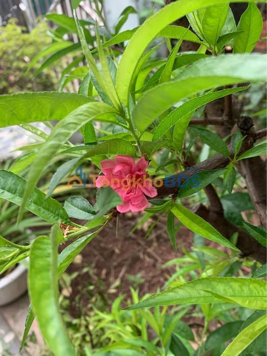 Đất nền Ngọc Hồi Thanh Trì 50m2 thỏa thuận - Pháp lý rõ ràng