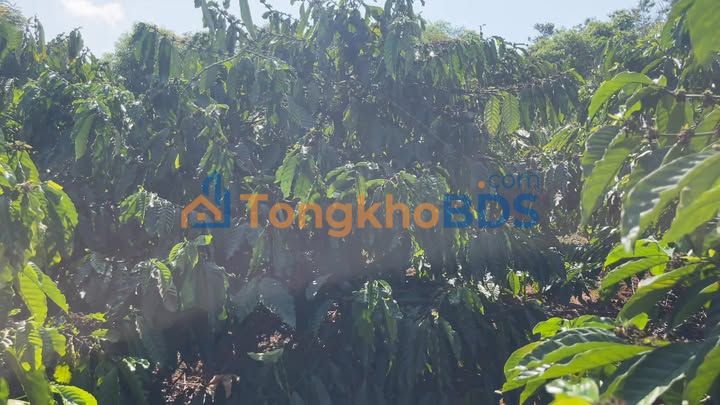 Đất vườn Hra Gia Lai 2.520m² 0.7 tỷ - Đầu tư dài hạn