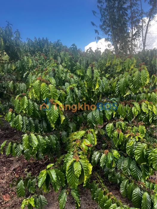 Trang trại Lộc Phú Bảo Lâm 1,3ha 16,25 tỷ - Sổ đỏ chính chủ