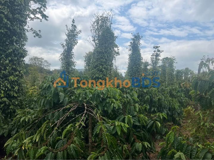 Farm 2.5ha Đạ Oai, Lâm Đồng - Thu Nhập Ổn Định Từ Cà Phê, Tiêu