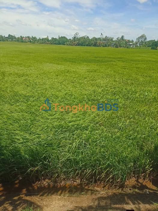 Bán Gấp 5000m² Đất Ruộng Thanh Mỹ, Đồng Tháp - Giá Đầu Tư 1.15 Tỷ