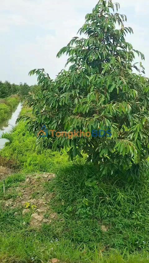 Đất Mỹ Hạnh Đông 12.000m² 560 triệu - Đường to ô tô