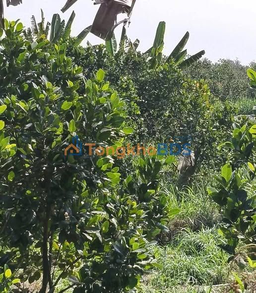 Đất nền 1207m² mặt tiền nhựa An Cư, Cái Bè - Sổ hồng sẵn sàng giao dịch