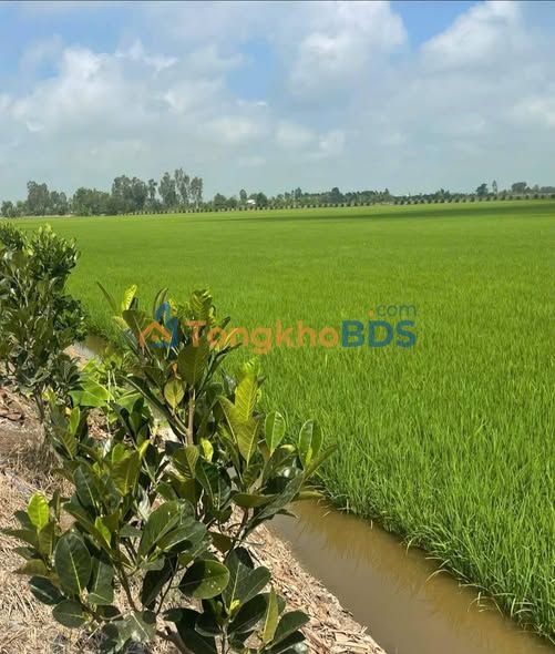 Đất nền N2 Tân Thạnh 1000m² giá 250tr - Giá tốt hiếm có