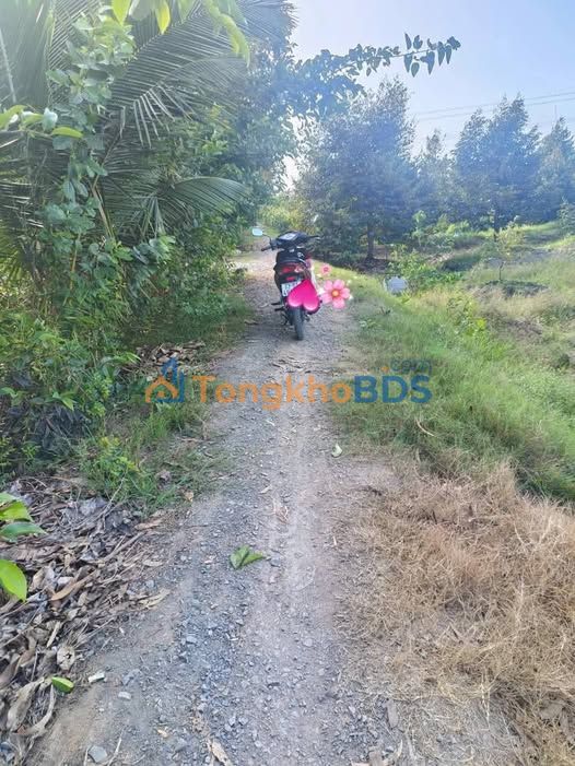 Đất vườn Đa Xanh Cái Bè 3.000m² 1.15 tỷ - Sổ đỏ chính chủ