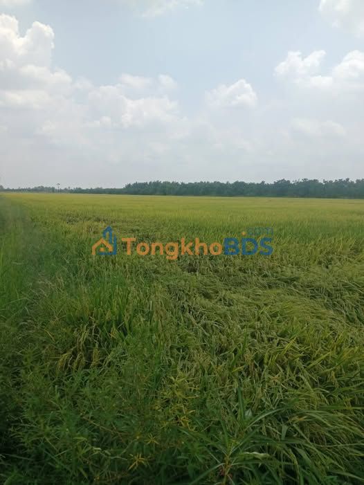 Đất vườn Hòa Tân 50.000m² 5.2 triệu/năm - Đầu tư
