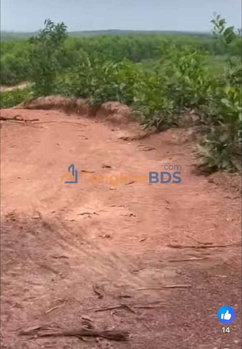 Đất trang trại Bảo Đại Đông Hà 1ha Nghỉ dưỡng lý tưởng