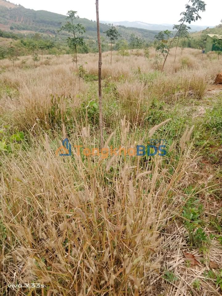 Đất Thôn Doãn Văn Đắk R'Tíh 20.000m² 1 tỷ - Sổ đỏ chính chủ