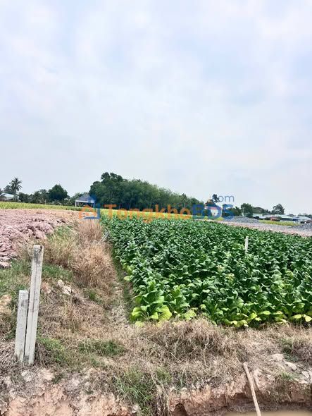 Bán Đất Mặt Tiền Bờ Bao Bến Cầu, Tây Ninh - 784m² Thổ Cư, Giá 18.5 Tỷ