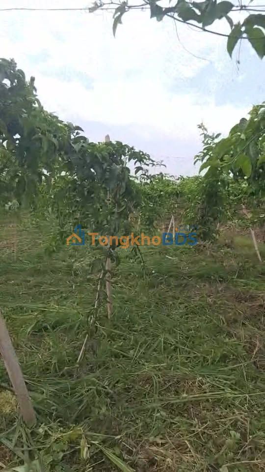 Đất nền Tam Giang Krông Năng 10.000m² 1 tỷ - Tiềm năng tăng giá