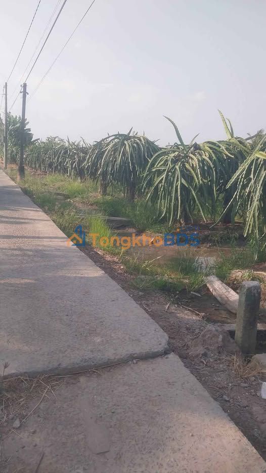 Đất nền Thạnh Phú, Châu Thành 1500m² 890 triệu - Sổ đỏ chính chủ