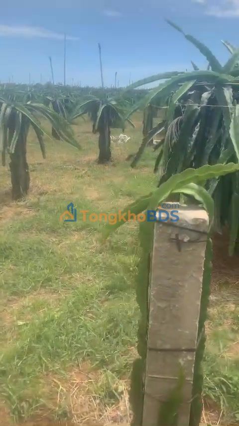 Đất Thuận Quí Hàm Thuận Nam 8300m² 4.5 tỷ - Sổ đỏ