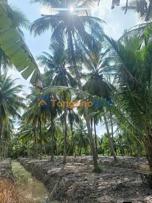 Đất vườn Phong Nẫm 3.5 công 1.225 tỷ - Đầu tư dài hạn