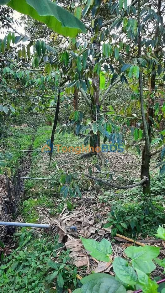 Đất Tân Phú Châu Thành 1000m² 650 triệu - Sổ đỏ chính chủ