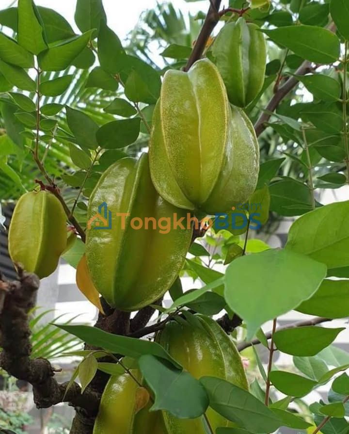 Đất Quảng Phú Cư M'gar 768m² 290 triệu - Sổ đỏ chính chủ