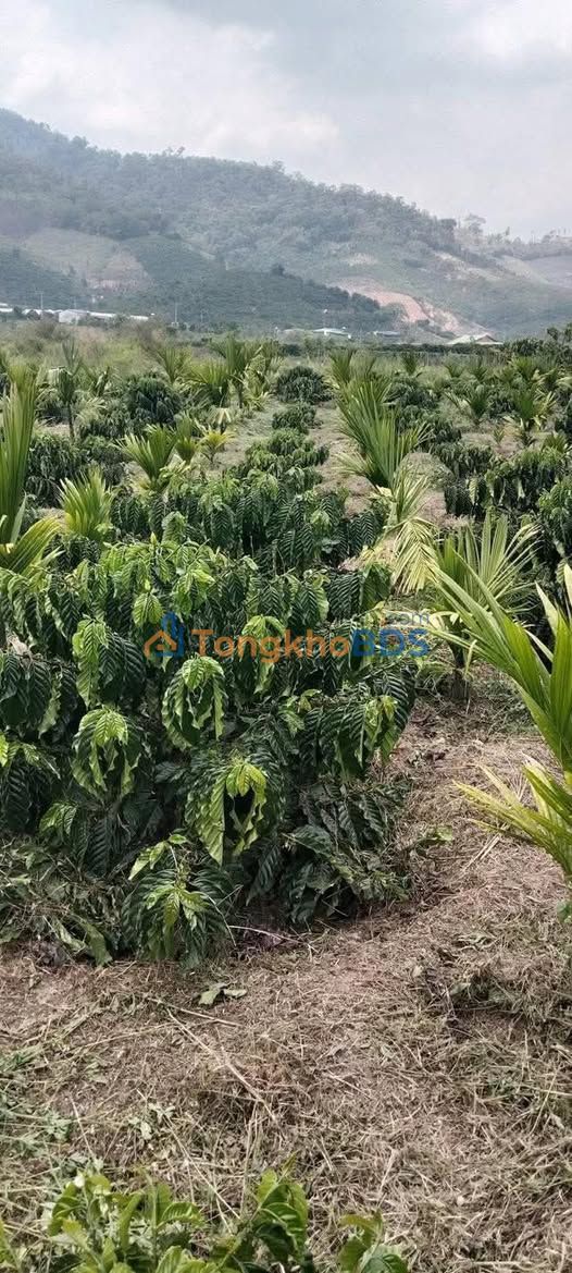 Đất vườn Làng 2 Phú Hội 3 sào 750 triệu - Nghỉ dưỡng lý tưởng