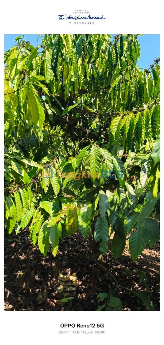 Đất nền Mê Linh Lâm Hà 1800m² 2 tỷ - Sổ đỏ chính chủ