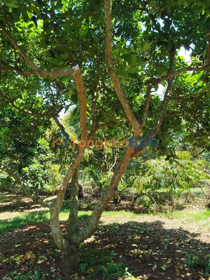 Đất vườn Xuân Bảo Cẩm Mỹ 2.900m² 3 tỷ - Đầu tư dài hạn