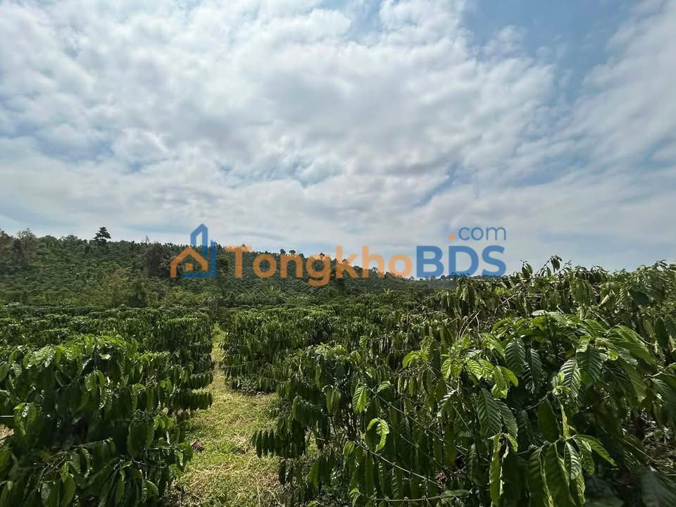 Đất vườn Lo Ren Đắk Sắk 2520m² giá 1.95 tỷ - Sinh thái xanh