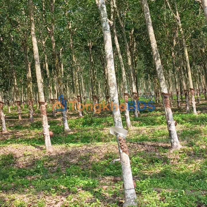 Đất vườn Thạnh Tây Tân Biên 30.000m² 1,2 tỷ - Sinh thái xanh