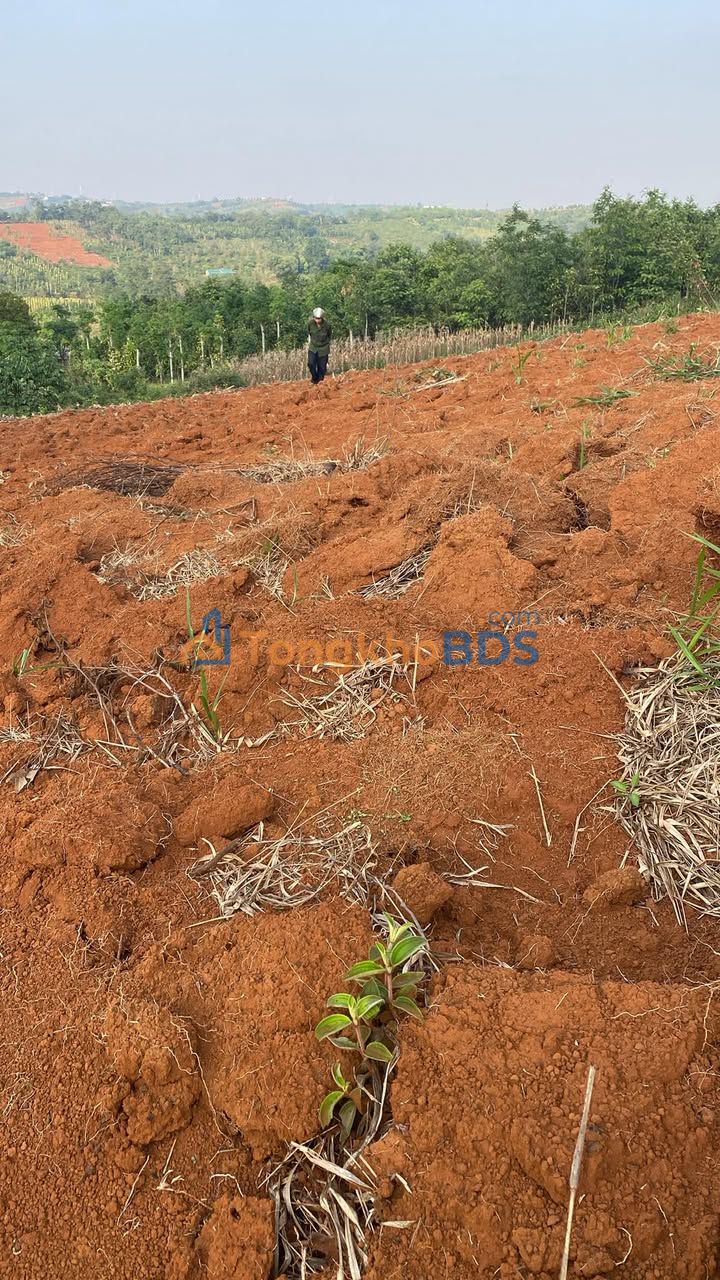 Đất rẫy Trường Xuân Đắk Song 1ha/270 triệu - Đầu tư dài hạn