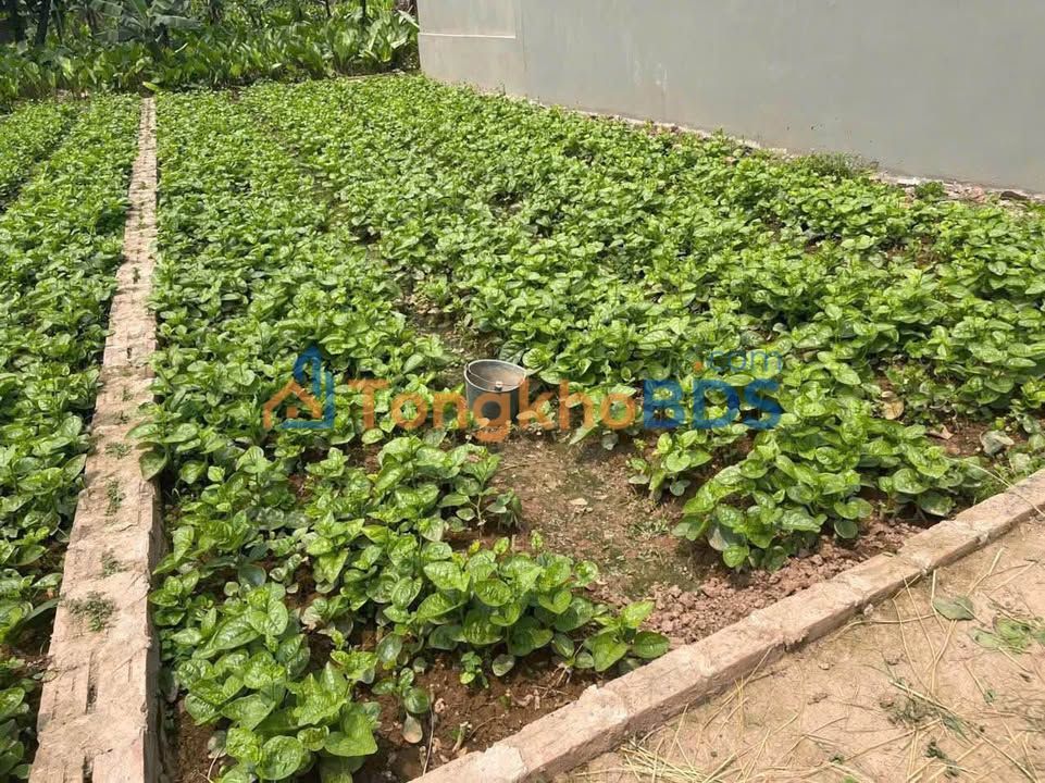 Đất nền Thanh Mai 72m² 2 tỷ - Tiềm năng tăng giá