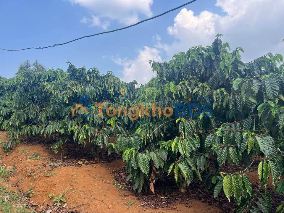 Đất vườn Gia Nghĩa 1ha 3.2 tỷ - Sổ hồng rõ ràng