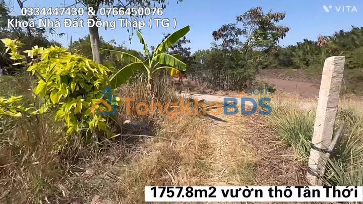 Đất nền Tân Thới Tiền Giang 1758m² 550 triệu - Sổ đỏ chính chủ