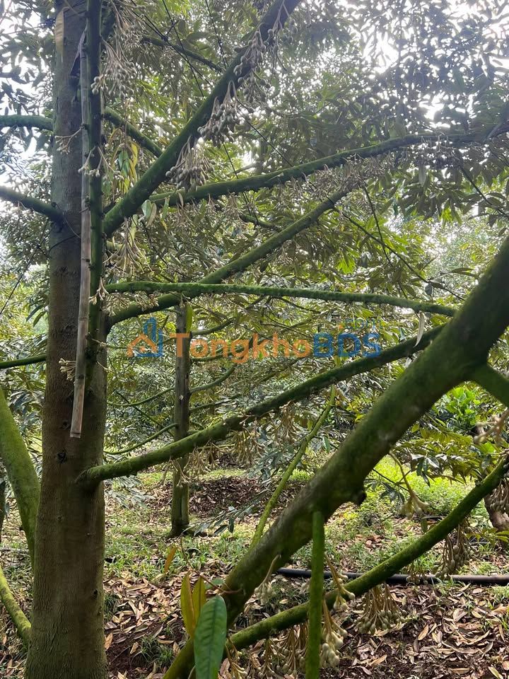 Đất nền Bảo Bình Cẩm Mỹ 1260m2 2.275 tỷ - Sổ hồng riêng