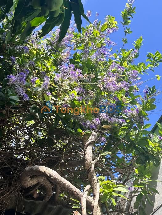 Nhà hẻm 27m² đường 30/4, Vũng Tàu - Giá 2.8 tỷ, Sổ hồng