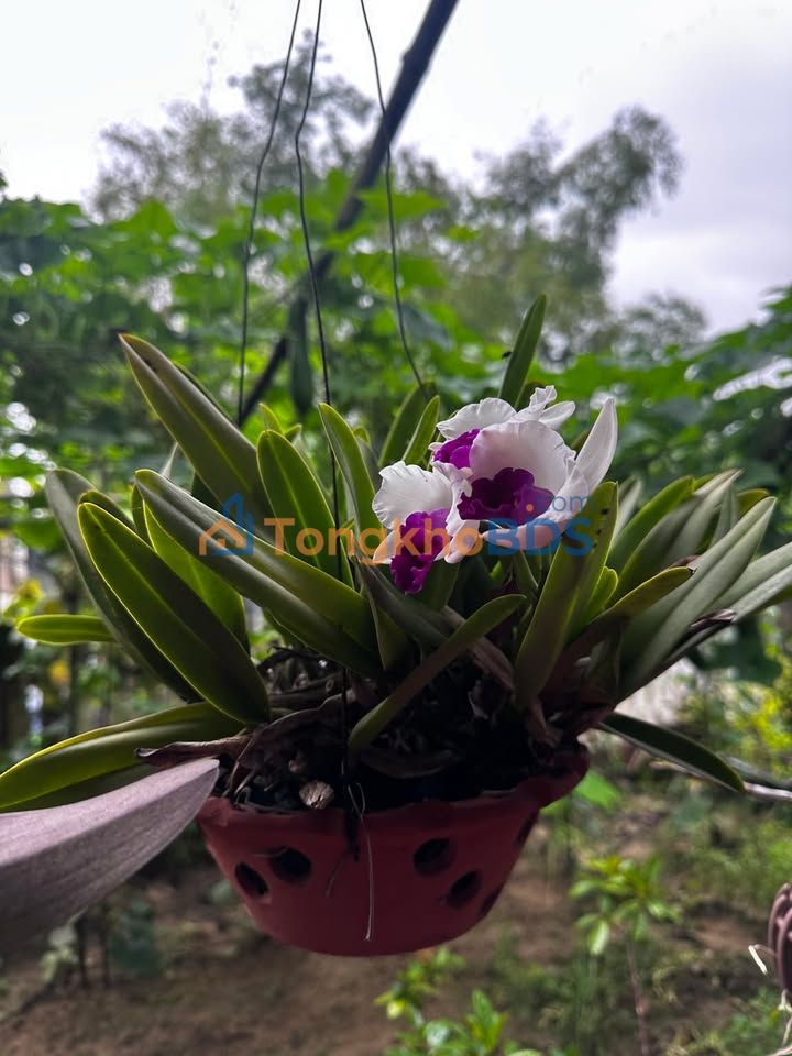 Đất nền Điện Hòa 120m² giá thỏa thuận - Hạ tầng hoàn thiện