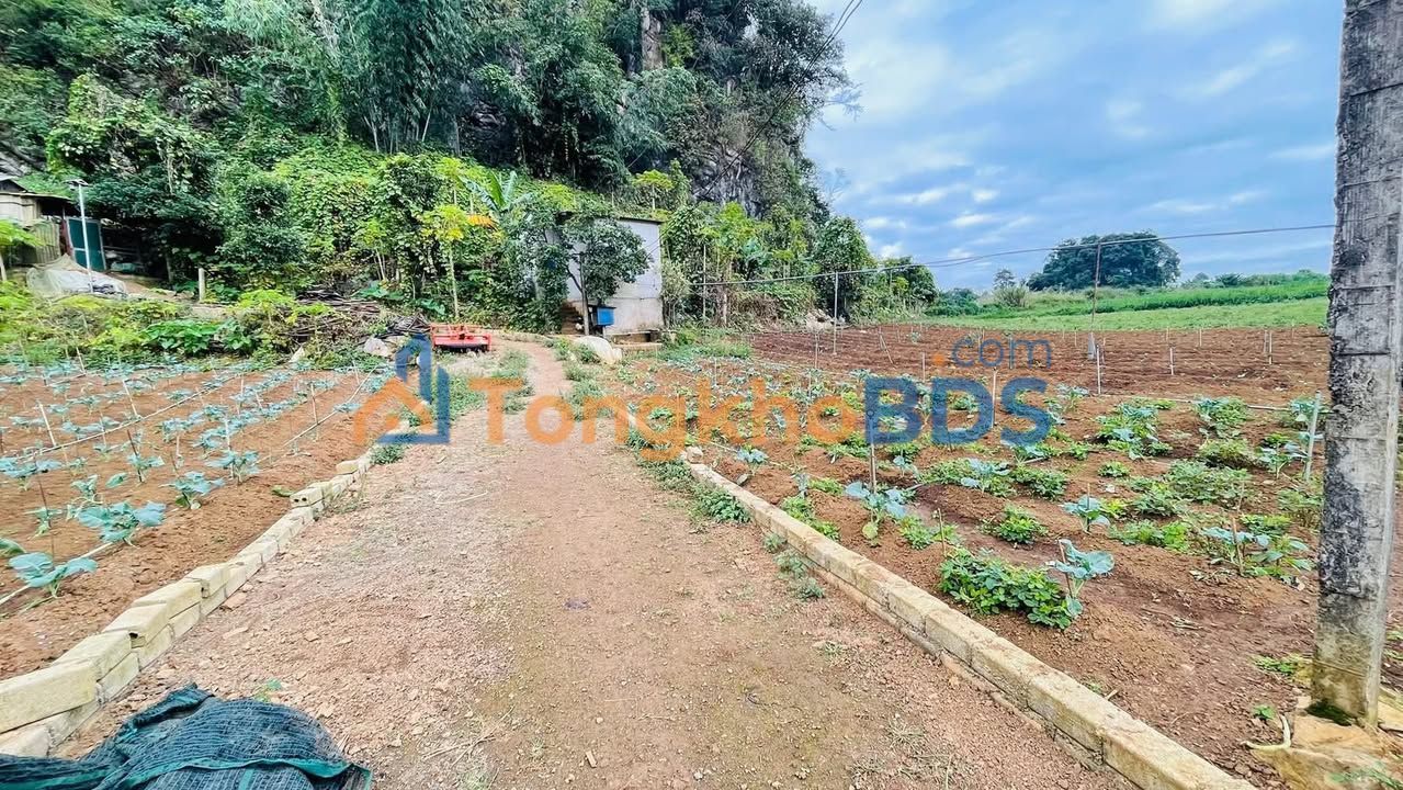 Đất nền Vân Sơn Mộc Châu 5000m² thỏa thuận - Sổ đỏ chính chủ