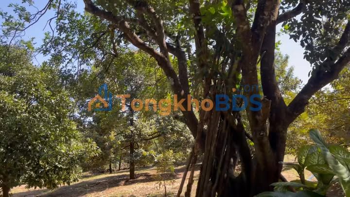 Đất vườn QL14A Biên Hòa 1ha 2.9 tỷ - Hạ tầng hoàn thiện